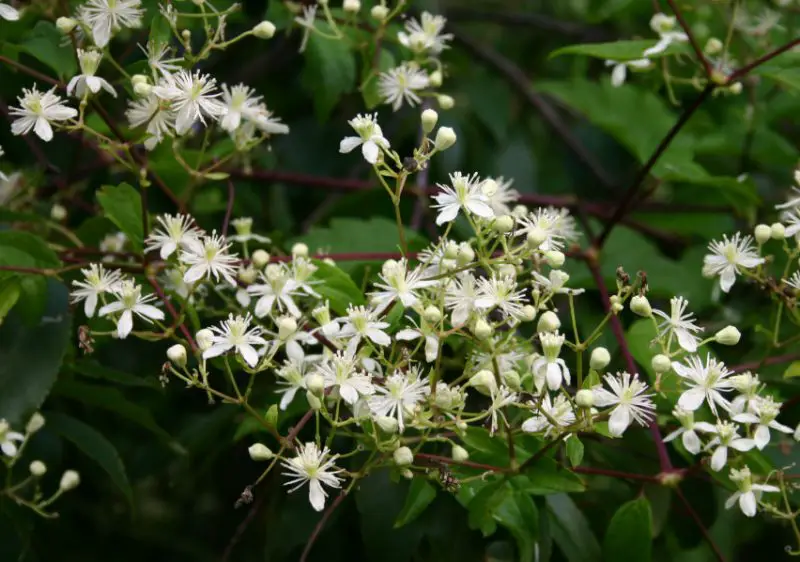 White Wildflowers