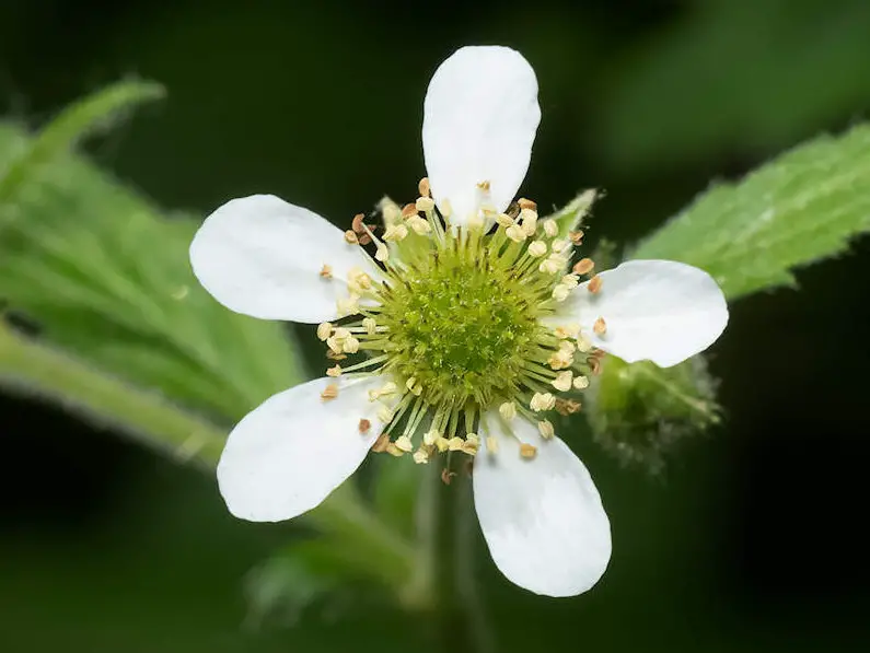 White Wildflowers