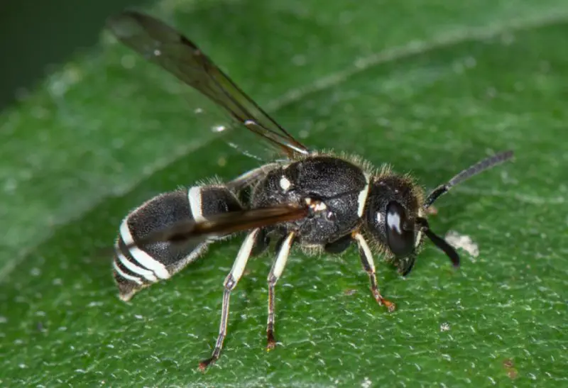 black with white striped wasp
