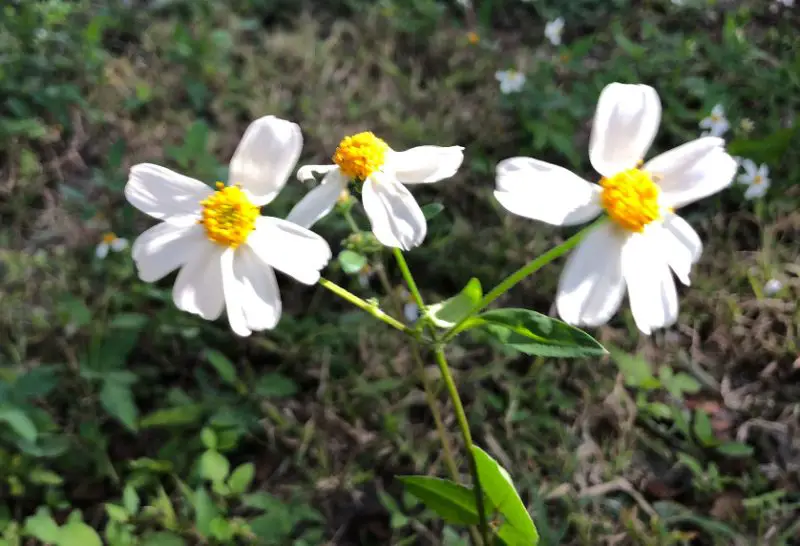 White Wildflowers