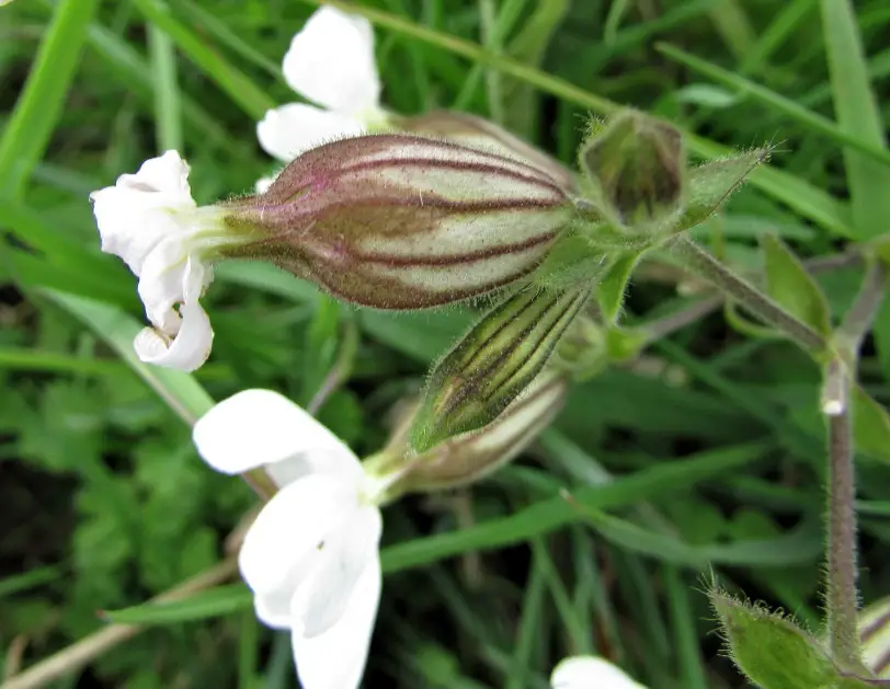 White Wildflowers