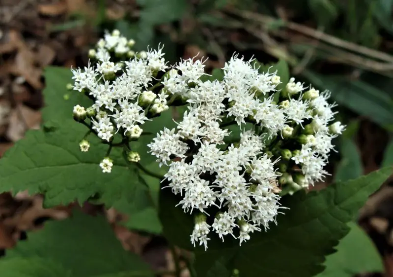 White Wildflowers