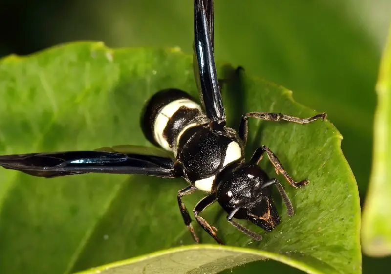 black with white striped wasp