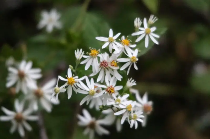 White Wildflowers