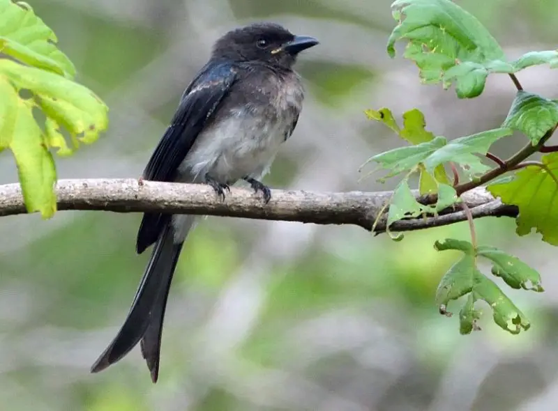 Black Bird with White Belly