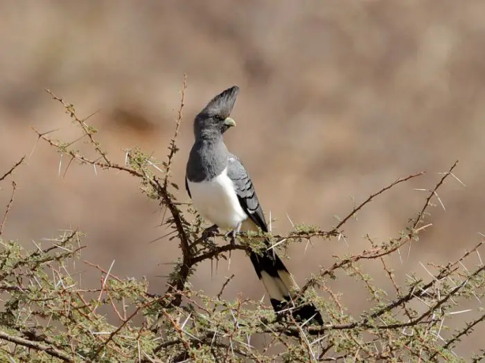 Black Bird with White Belly