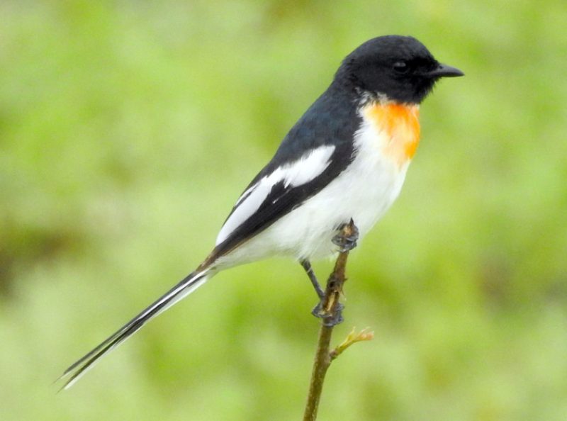 Black Bird with White Belly