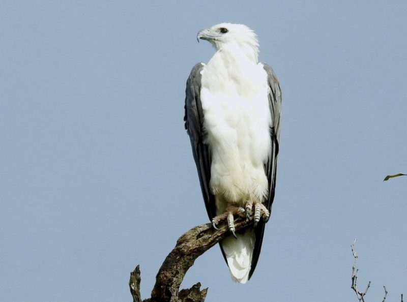 Black Bird with White Belly