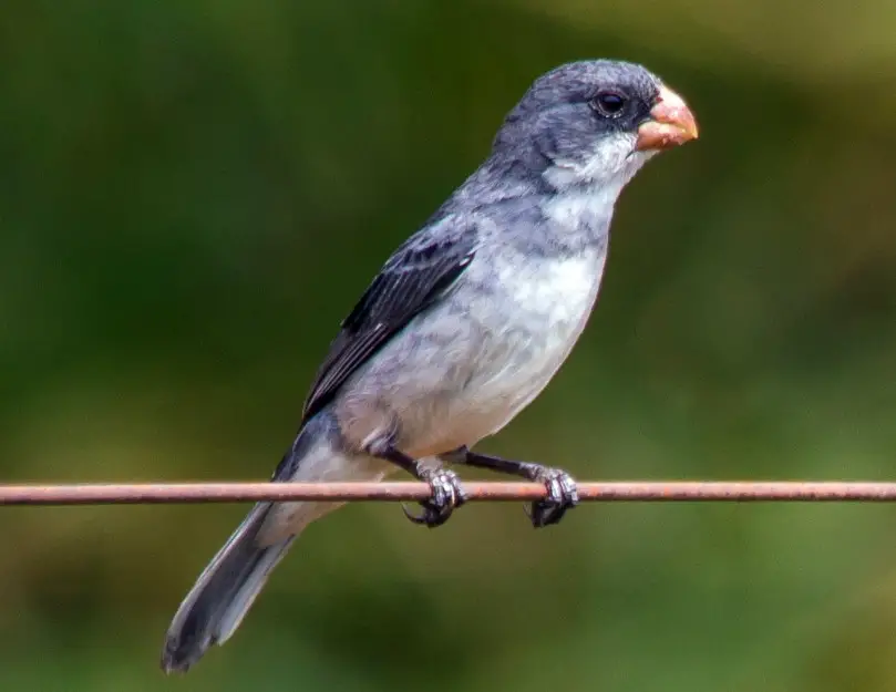 Black Bird with White Belly