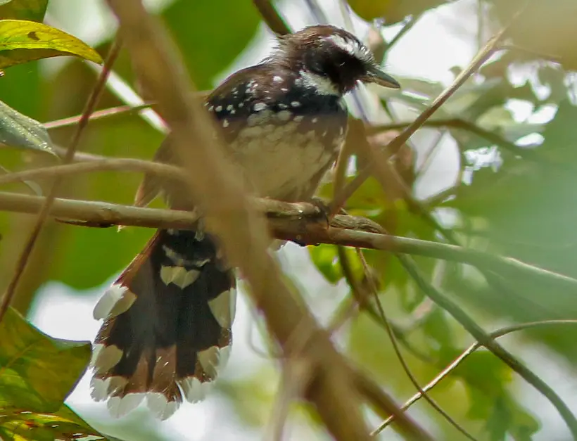 Black Bird with White Belly