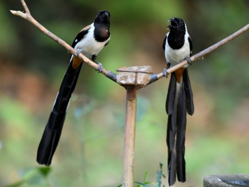 Black Bird with White Belly