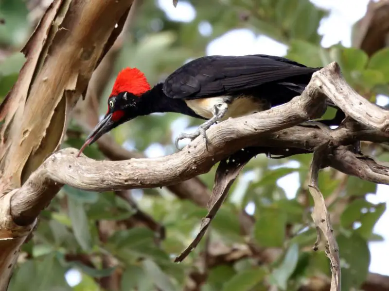 Black Bird with White Belly