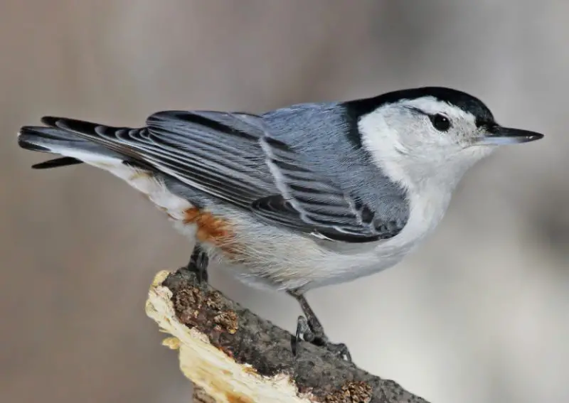 Birds of Tennessee