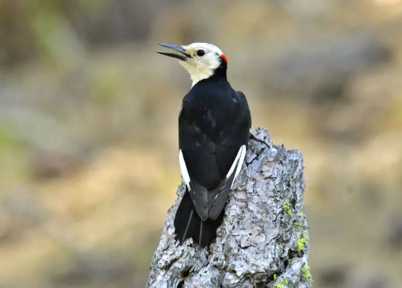 Black Bird with White Belly