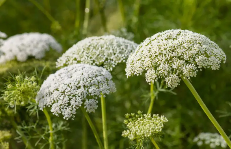 White Wildflowers