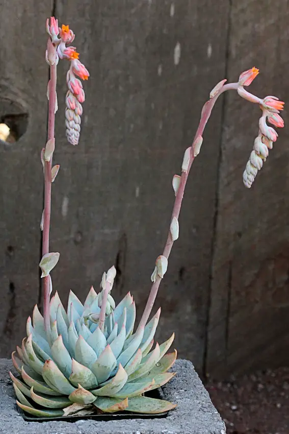 Succulent With Pink Flowers