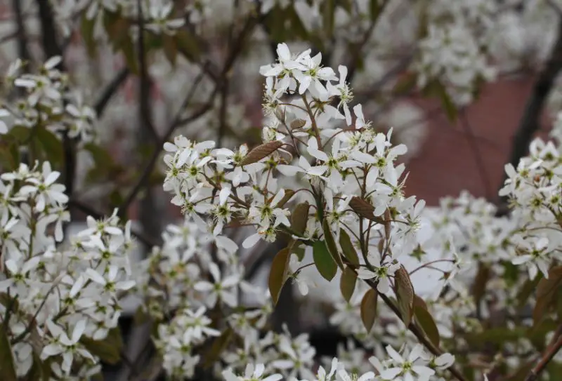 white flower trees