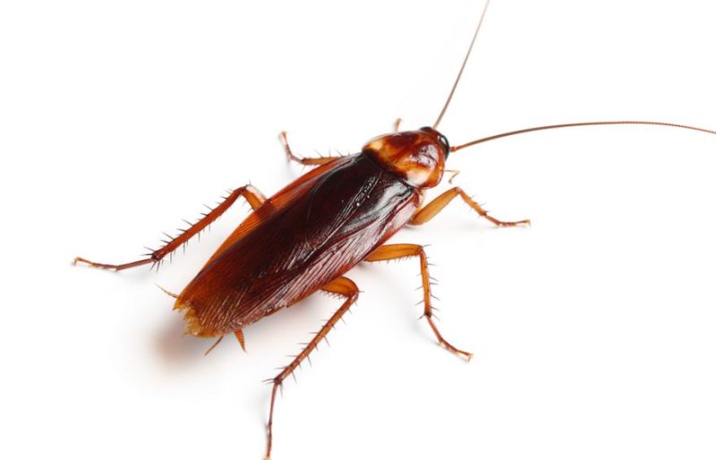 Roaches in Texas