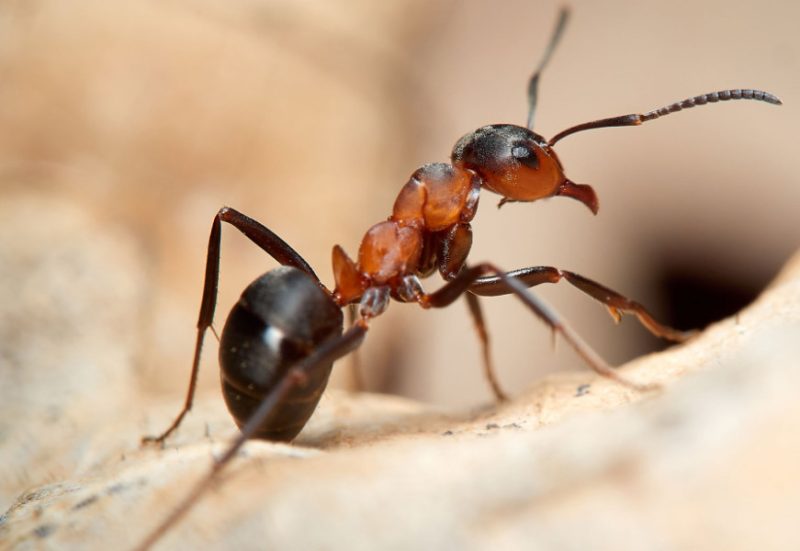 Bathroom Bugs Identification