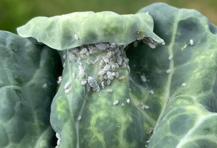 Bugs in Broccoli