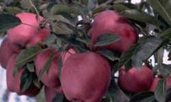 Arkansas Black Apple Tree: All You Need to Know (Detailed Guide)