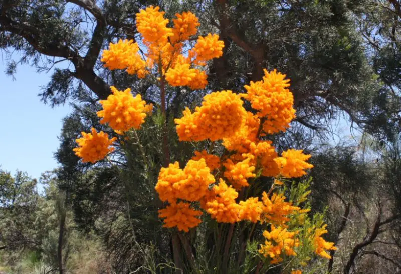 Trees with Orange Flowers