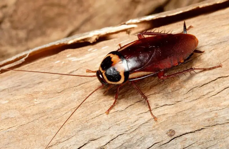 California Cockroaches