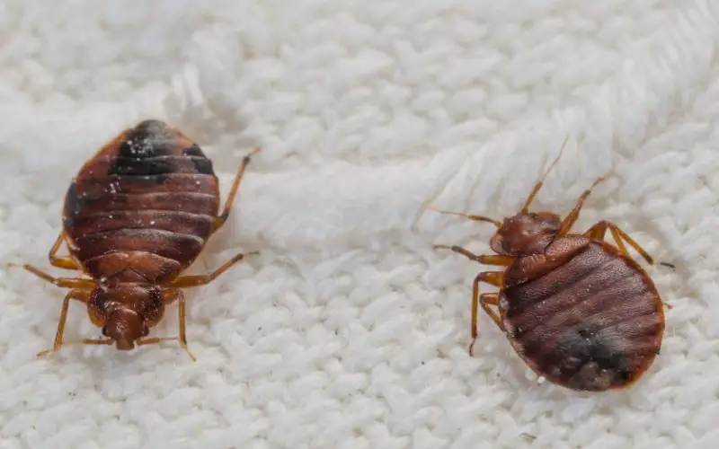 Bathroom Bugs Identification