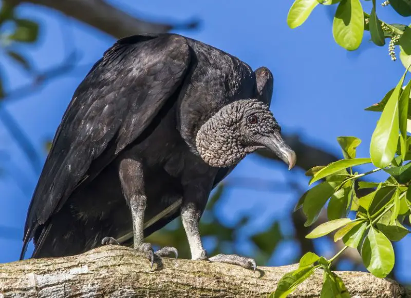 Black Birds in Florida