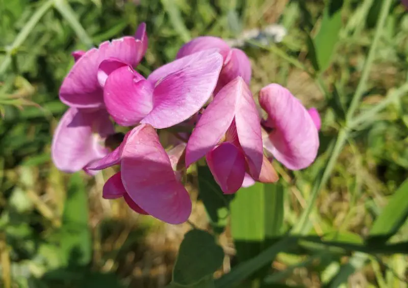 Pink Wildflowers