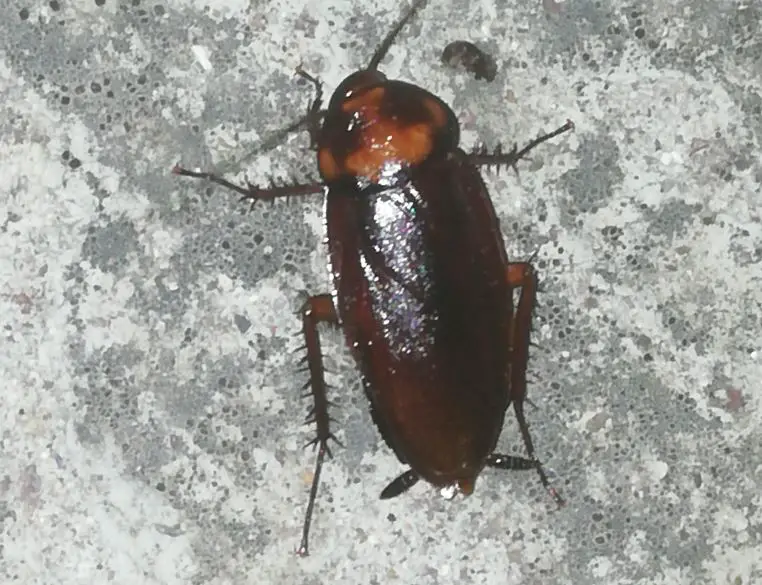 Roaches in Texas