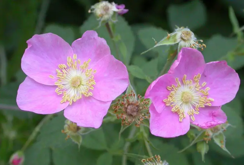 Pink Wildflowers