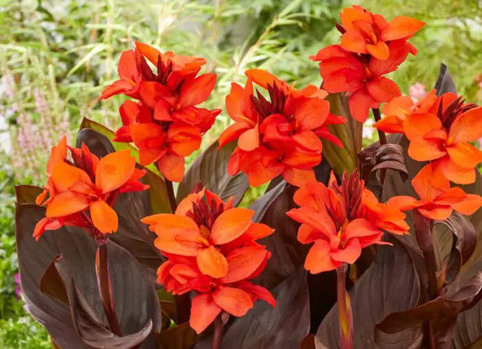 Canna Lily Varieties