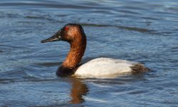 41 Types of Ducks in Florida (Pictures and Identification)