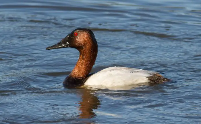 Ducks in Florida