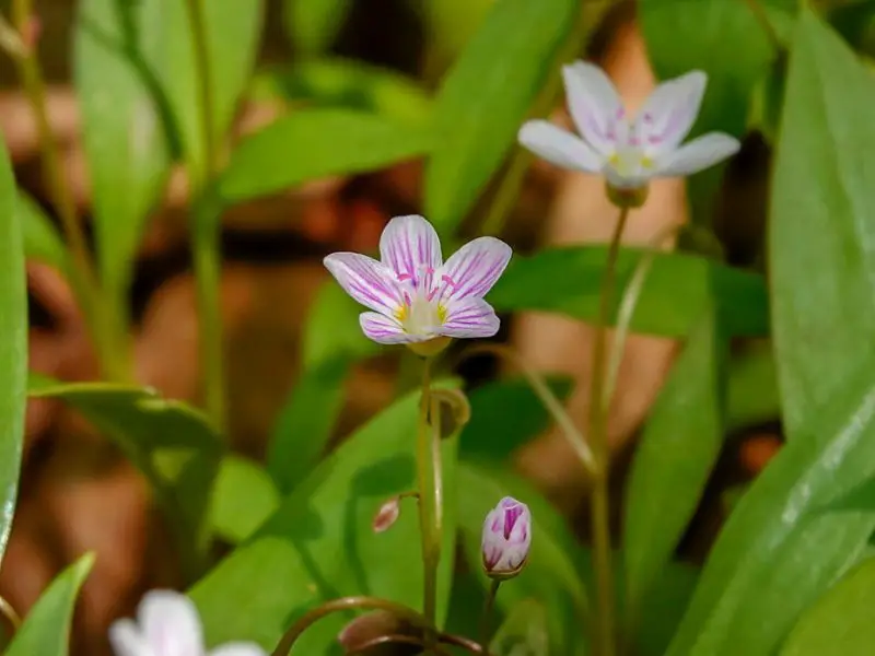 Pink Wildflowers