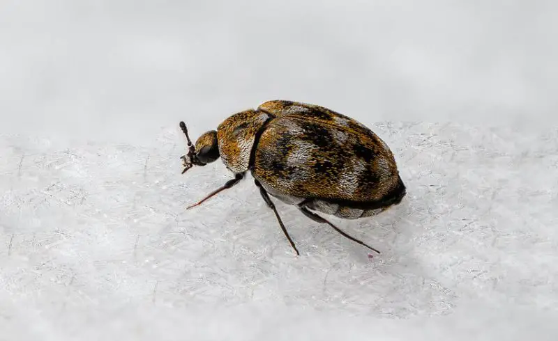 Bathroom Bugs Identification