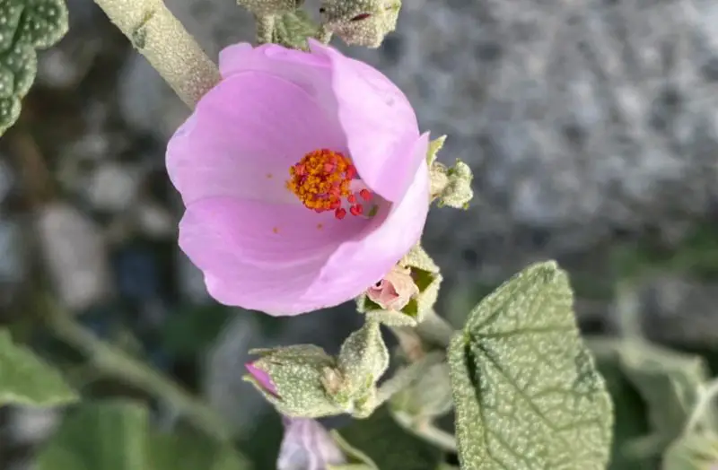 Pink Wildflowers