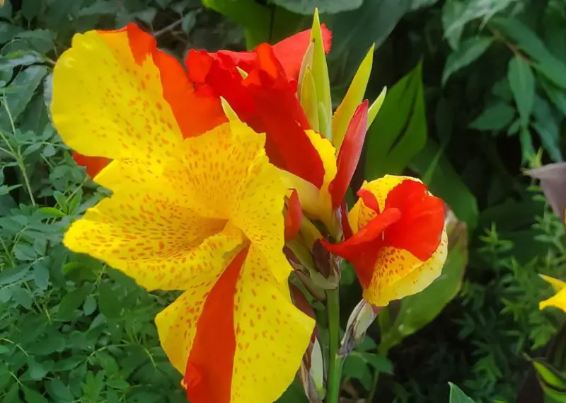 Canna Lily Varieties
