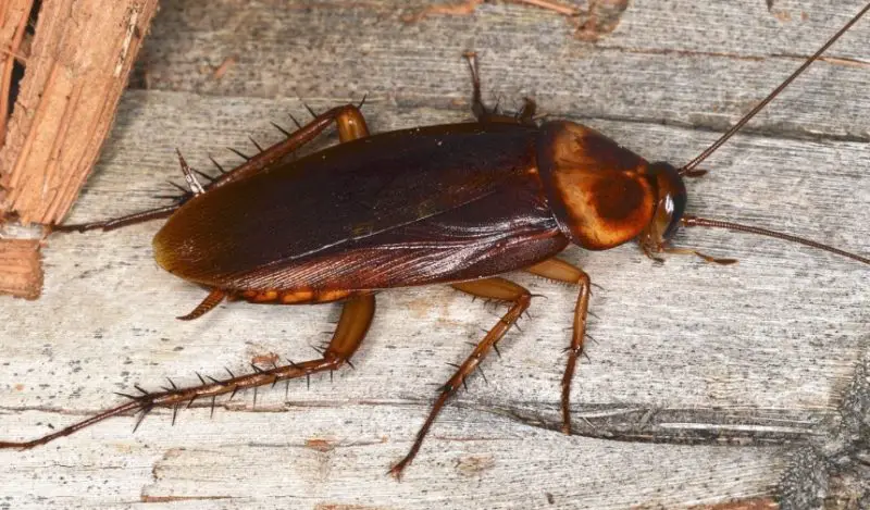 Bathroom Bugs Identification