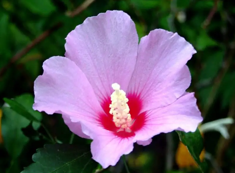 Pink Wildflowers