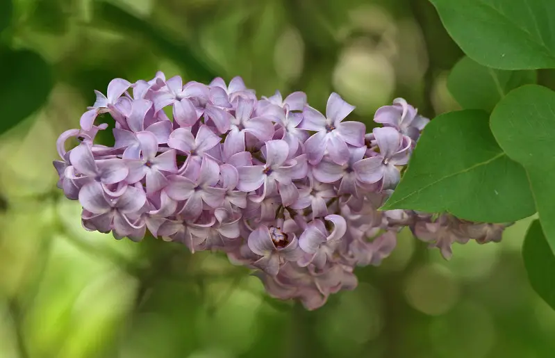 Pink Wildflowers