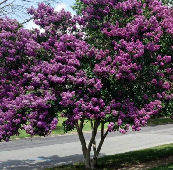 trees with purple leaves