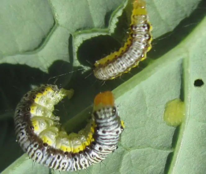 13 Types of Bugs in Broccoli (Pictures and Identification)