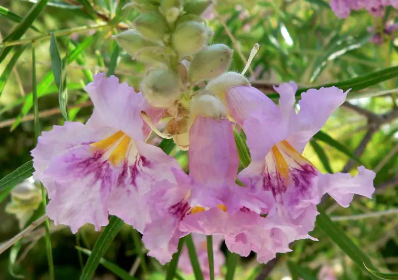 Pink Wildflowers