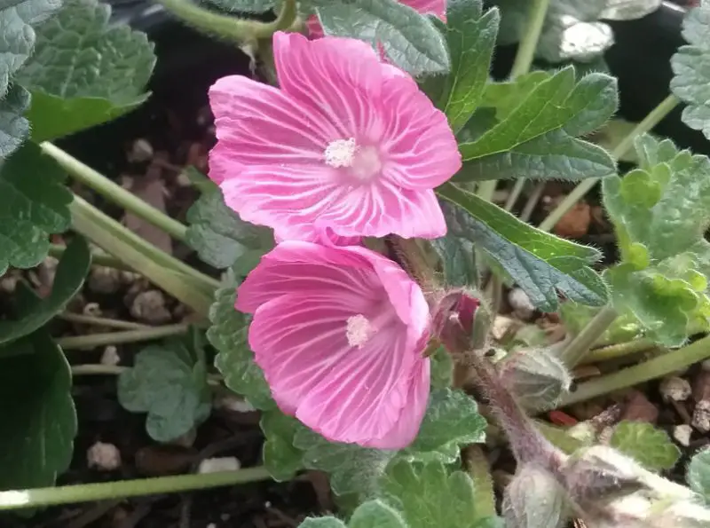 Pink Wildflowers