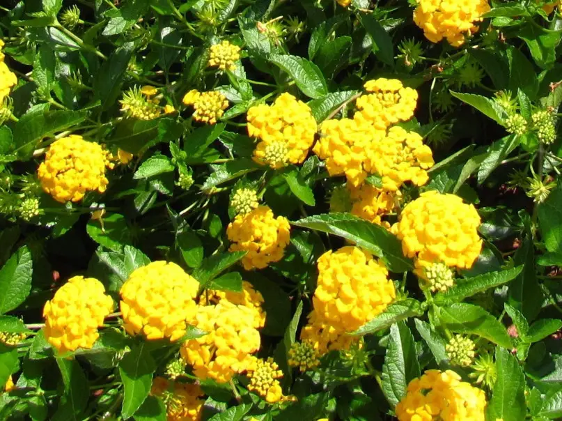 16 Types of Yellow Lantana Flowers with Pictures