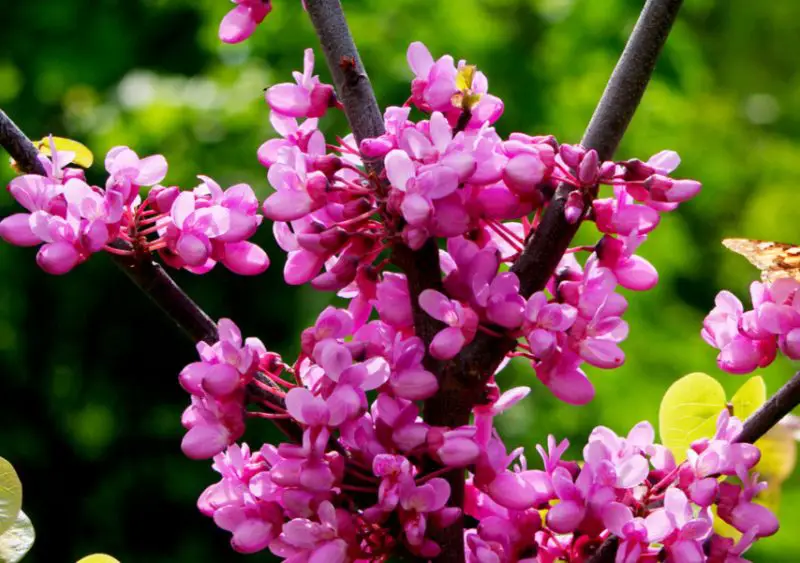 Pink Wildflowers