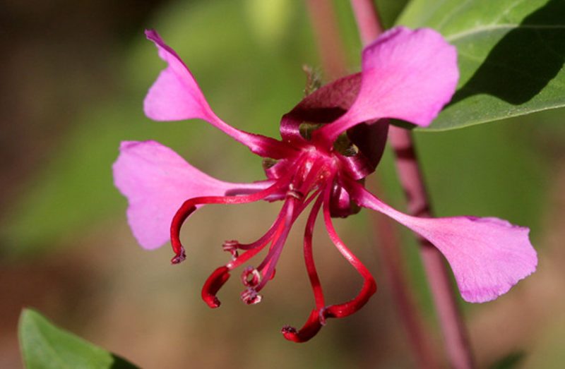 Pink Wildflowers