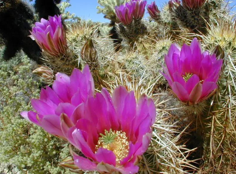 Pink Wildflowers